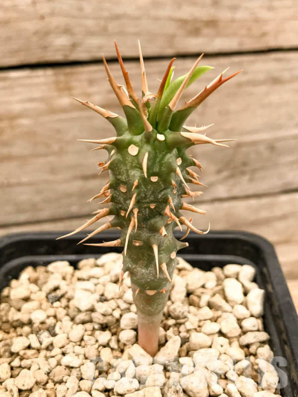 SHPR5337 Euphorbia viguieri, red veins, Madagascar - Кактус онлайн