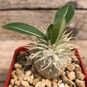 レア種 現地株 Pachypodium enigmaticum. 【新作からSALEアイテム等お