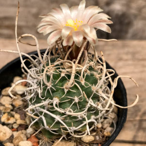 Sclerocactus wrightiae - Wikipedia