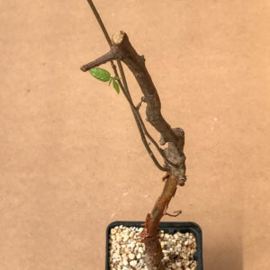 SHPR5670 Commiphora mildbraedii, Kenya, East Africa – Кактус онлайн