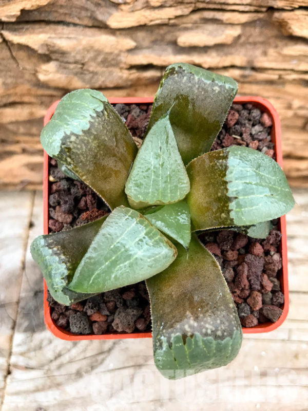 SHPRA5199 Haworthia bayeri x springbokvlakensis x comptoniana - Кактус ...