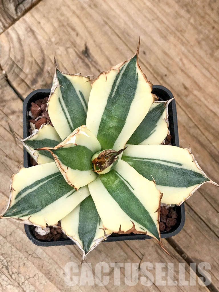 SHPR5967 Agave titanota 'Snaggle Tooth'