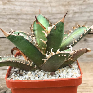 SHPR5969 Agave titanota “Red Catweazle” - Кактус онлайн