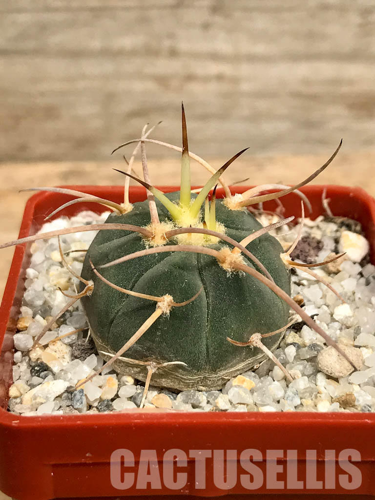 SHPR6202 Gymnocalycium cardenasianum v. armatum VS 300, Parokia, Rio Toraja  Puno, Tarija, 2854m, Bolivia