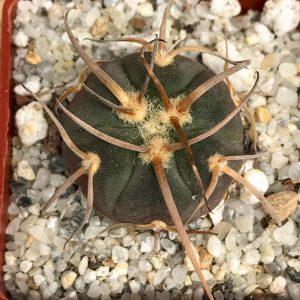 SHPR6202 Gymnocalycium cardenasianum v. armatum VS 300, Parokia, Rio Toraja  Puno, Tarija, 2854m, Bolivia