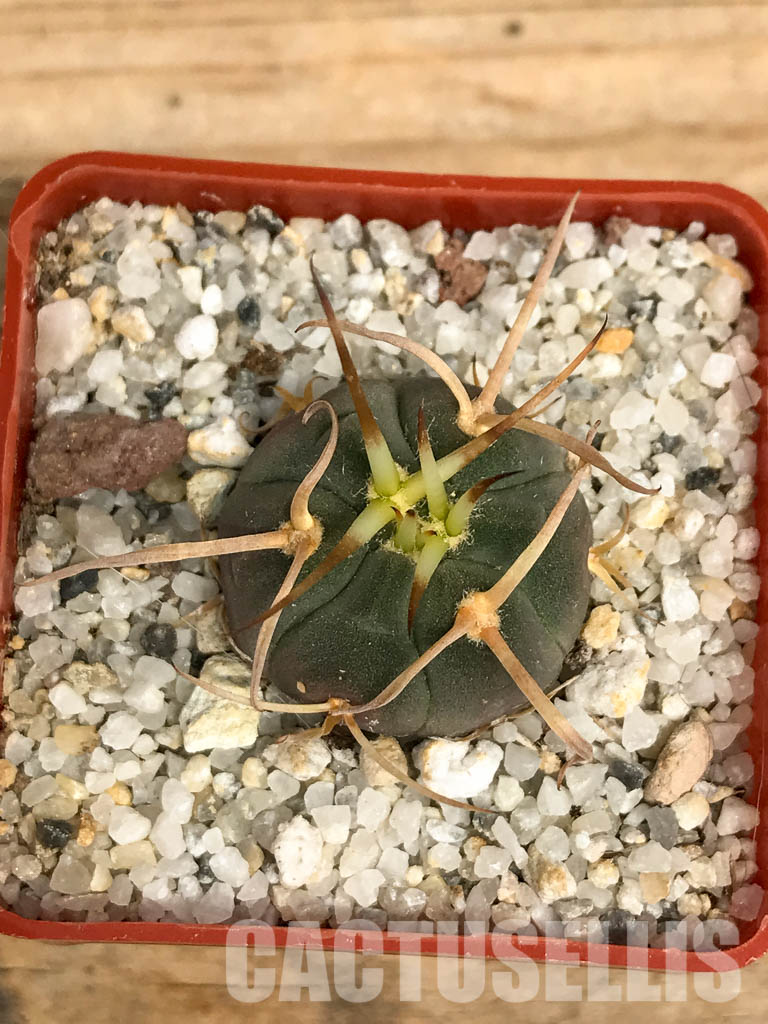 SHPR6202 Gymnocalycium cardenasianum v. armatum VS 300, Parokia, Rio Toraja  Puno, Tarija, 2854m, Bolivia