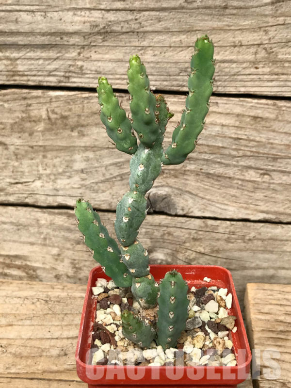 SHPR6698 Euphorbia debilispina - Cactus-online