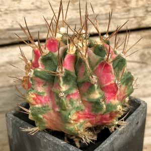 SH7019 Gymnocalycium mihanovichii 'Pink Diamond'