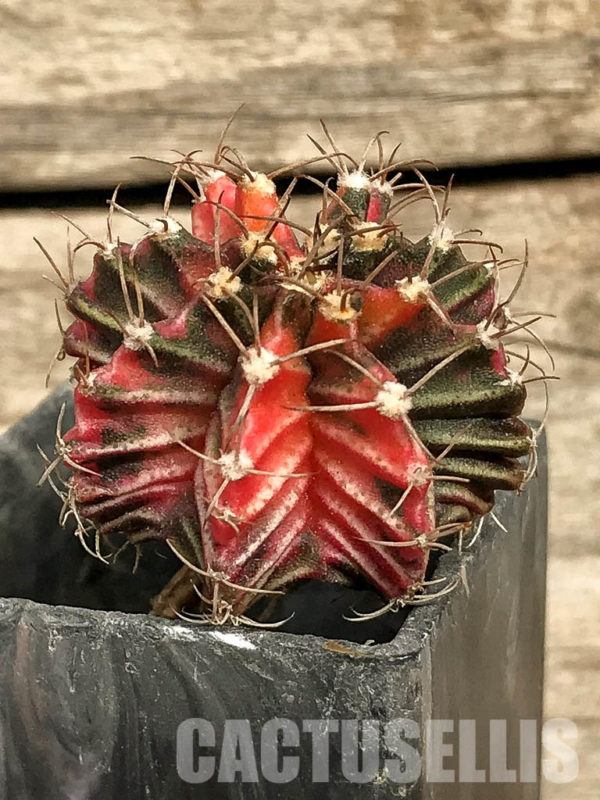 SH7031 Gymnocalycium friedrichii hybrid variegated – Кактус онлайн