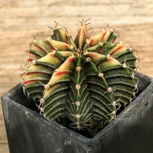 SH7033 Gymnocalycium friedrichii Agua Dulce LB 2178 hybrid variegated –  Кактус онлайн