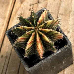 SH7033 Gymnocalycium friedrichii Agua Dulce LB 2178 hybrid variegated –  Кактус онлайн