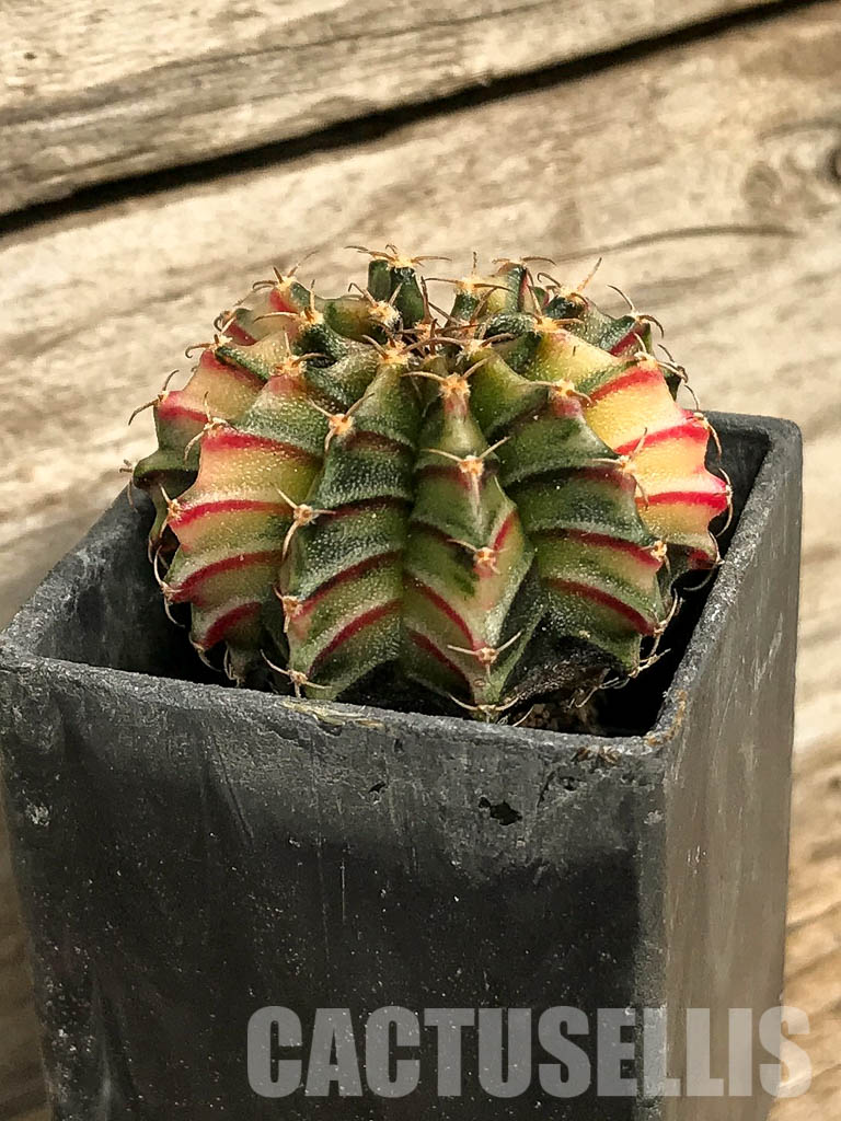 SH7036 Gymnocalycium friedrichii Agua Dulce LB 2178 hybrid variegated