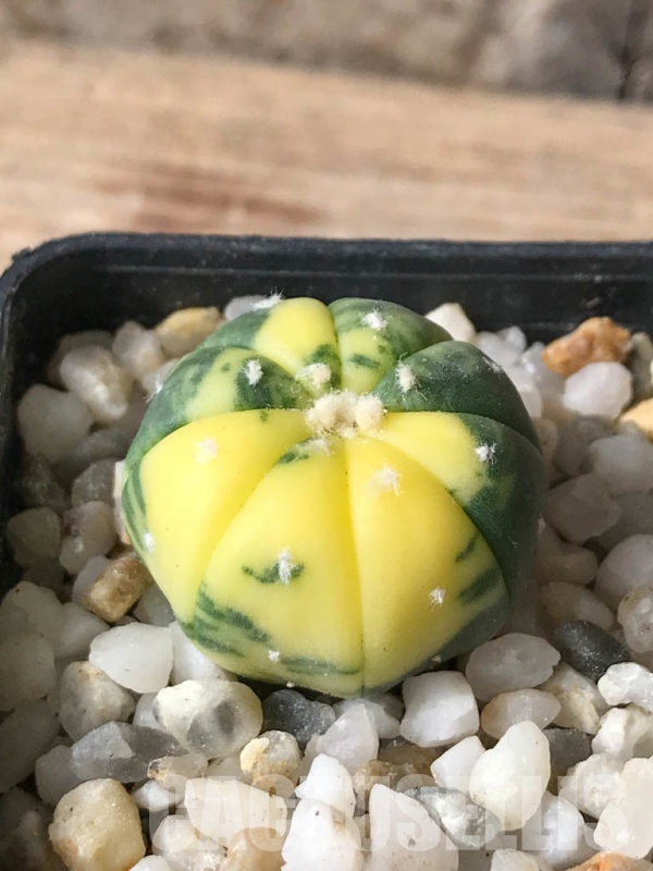 SHPR8046 Astrophytum asterias f variegata Кактус онлайн