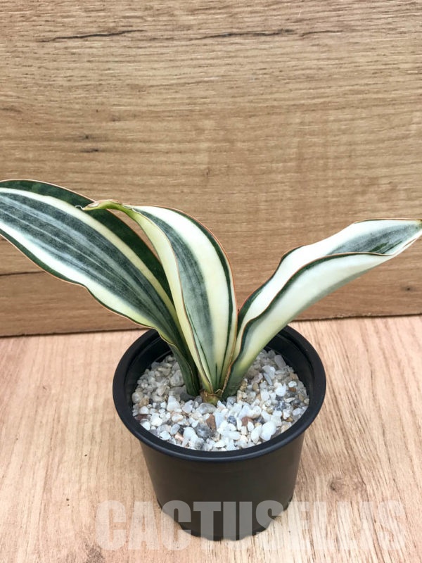 SHPR8320 Sansevieria ‘Masoniana’ Variegated – Кактус онлайн