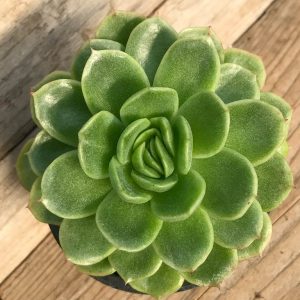 Echeveria Archives - Cactus-online