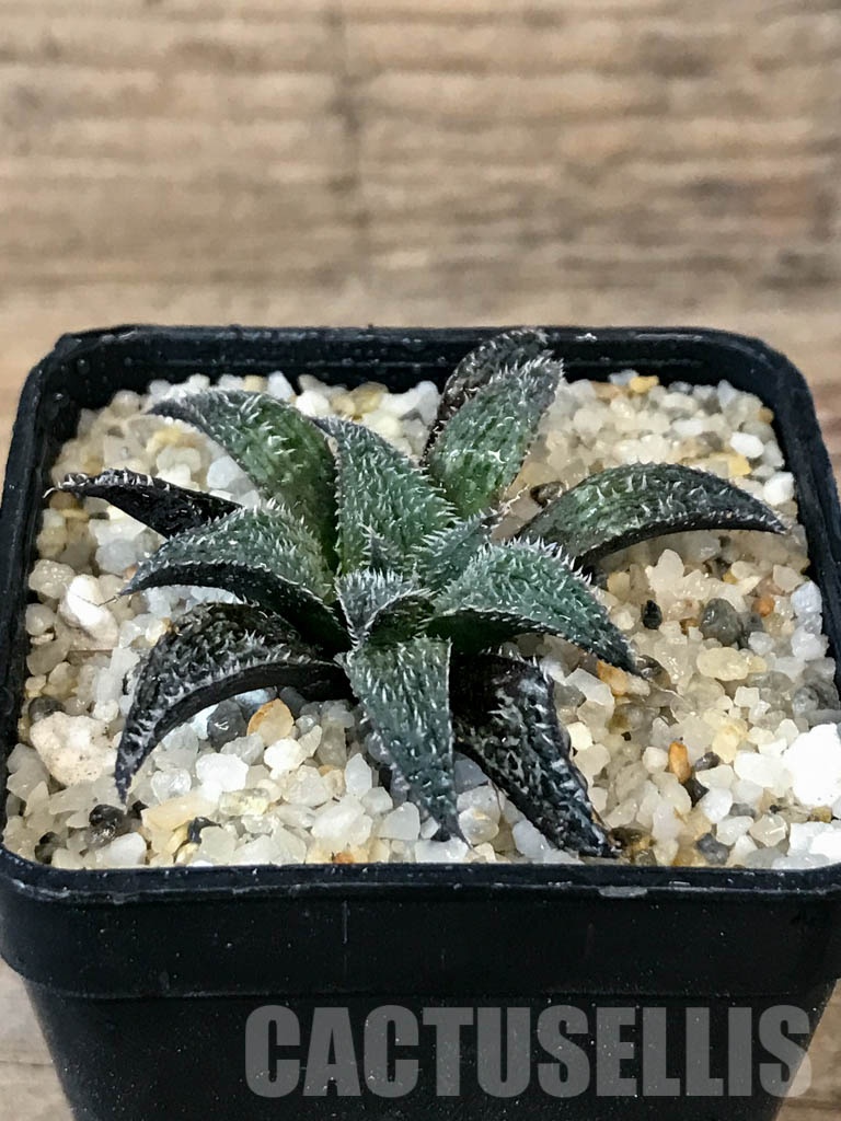 SHPR8399 Haworthia wimii - Cactus-online