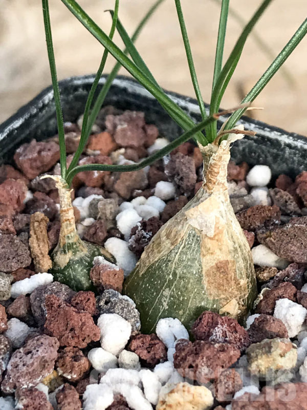 SHPR8455 Albuca polyphylla, South Africa - Кактус онлайн