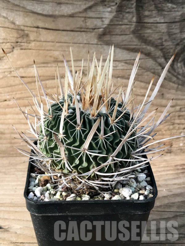 SHPR8469 Echinofossulocactus zacatecasensis – Кактус онлайн