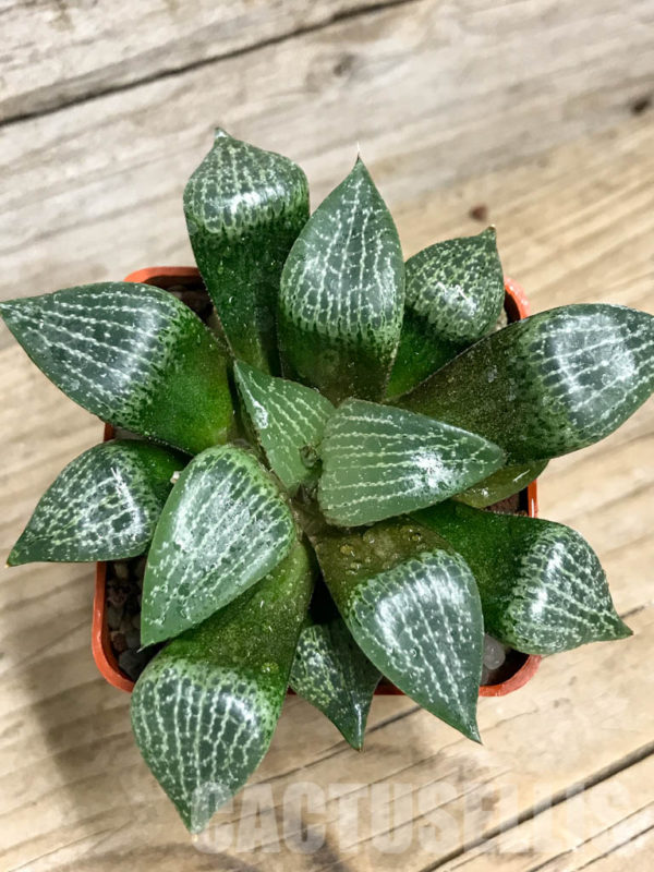 SHPR8502 Haworthia comptoniana hybrid – Кактус онлайн