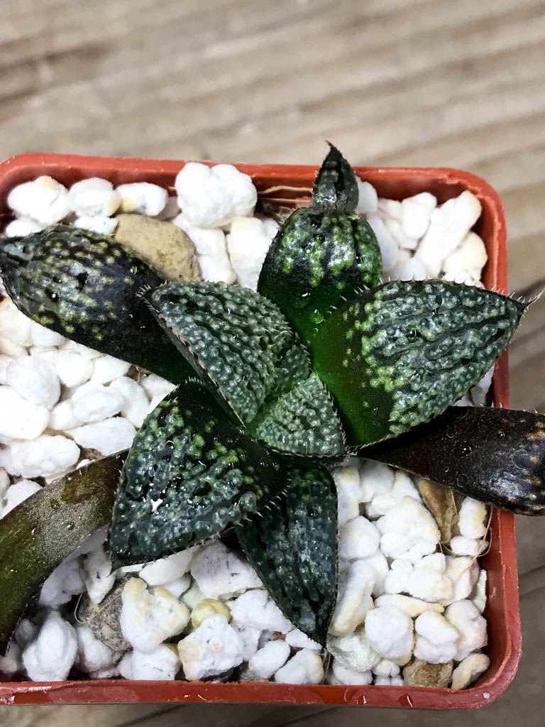 SHPR8511 Haworthia HRX-2 'Pink lady' hybrid - Cactus-online