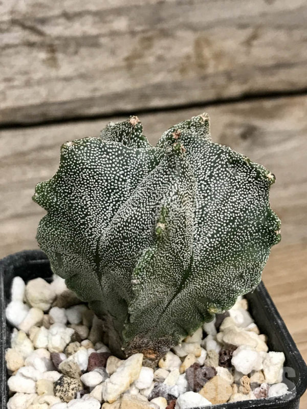 Shpr8555 Astrophytum Myriostigma Cv Kikko Кактус онлайн