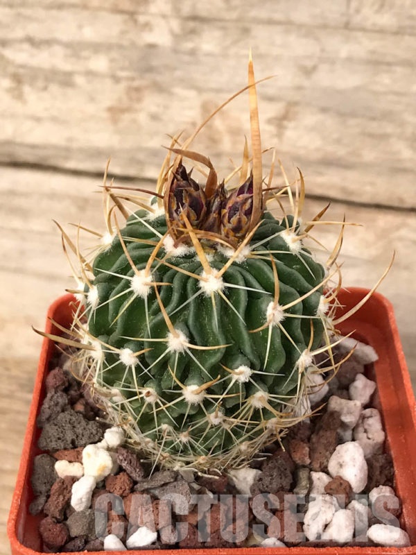 SHPR8905 Echinofossulocactus violaciflorus - Кактус онлайн