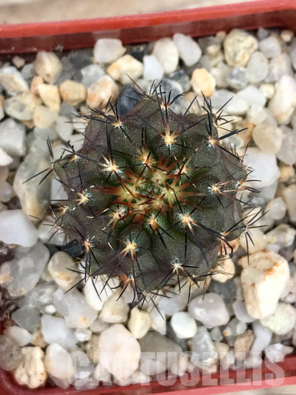 SHPR9023 Copiapoa pseudocoquimbana FK 83-77 - Cactus-online