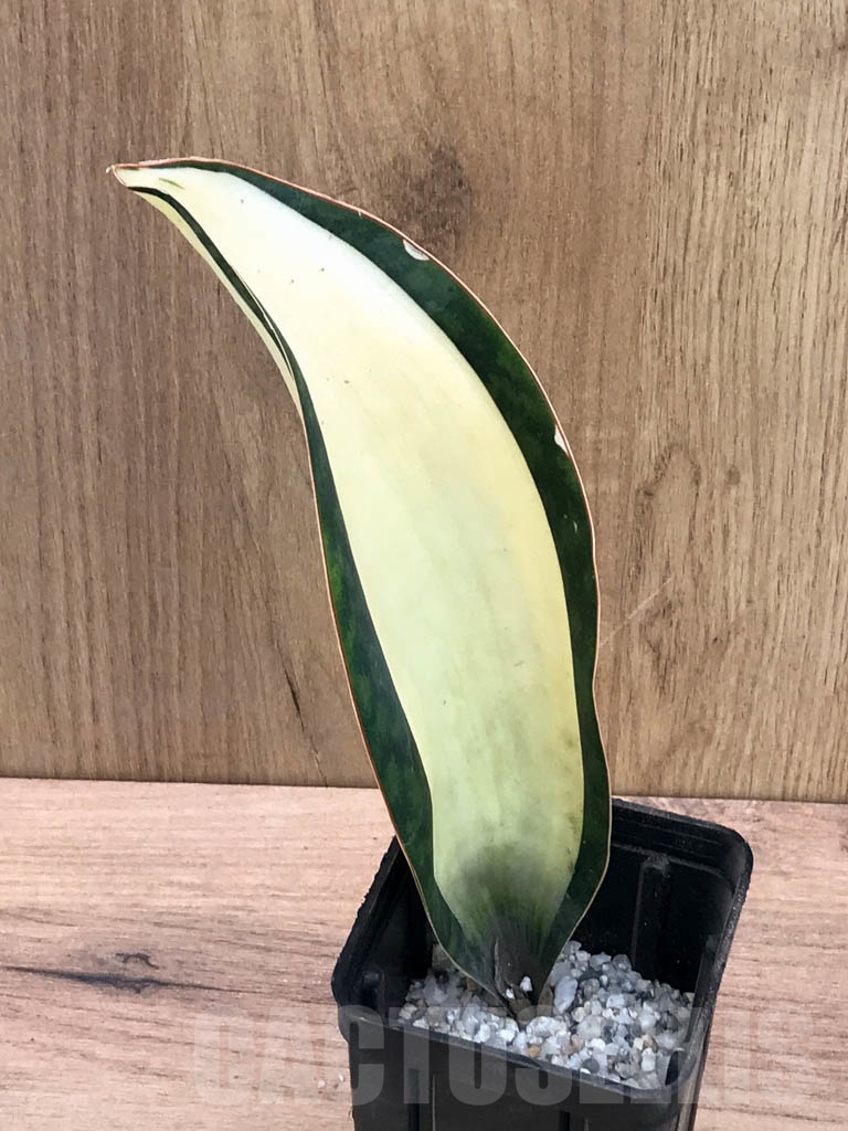 SHPR9299 Sansevieria Masoniana - Cactus-online