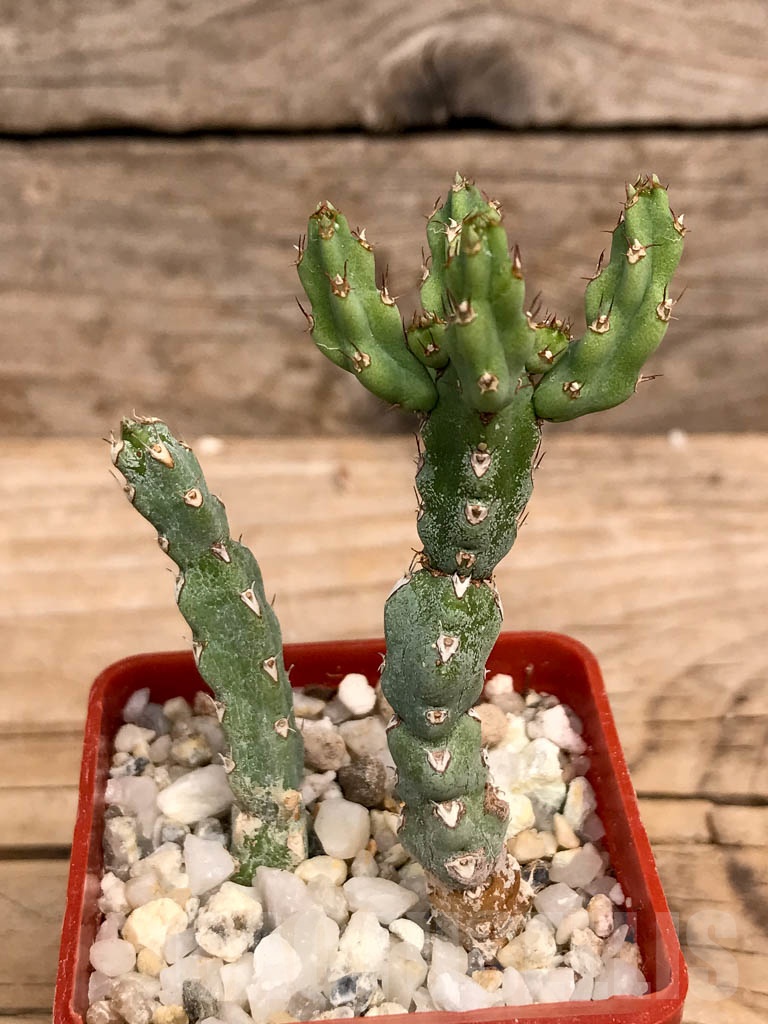 SHPR9350 Euphorbia debilispina - Cactus-online