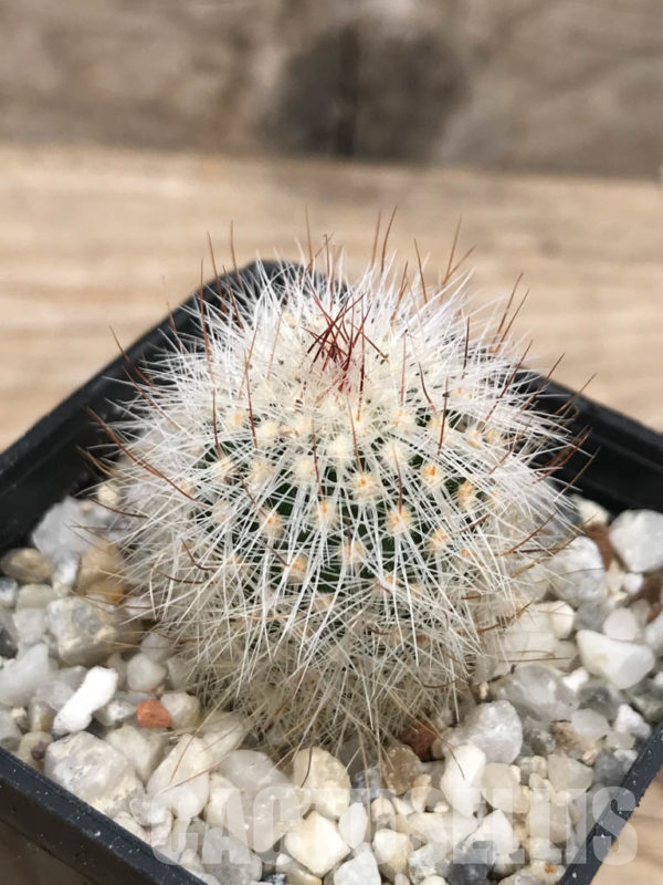 SHPR9413 Stenocactus ochoterenanus CH 603A – Кактус онлайн