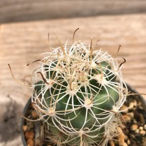 Sclerocactus wrightiae - Wikipedia