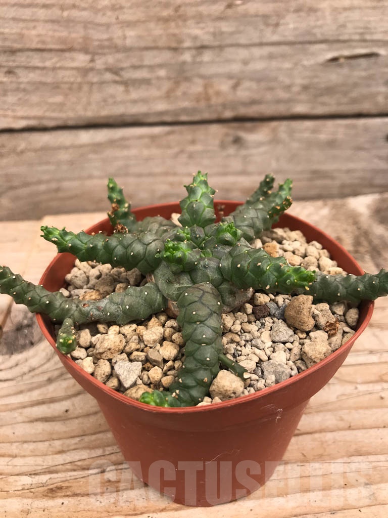 SHPR9926 Euphorbia aff. gorgonis - Кактус онлайн