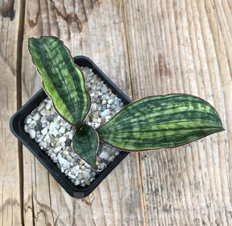 Shpr10052 Sansevieria ‘macrophylla Variegata Cactus Online 