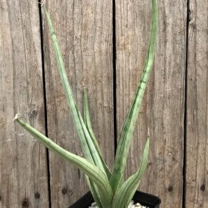 Sansevieria Hybrid ‘Dancing store Lady’