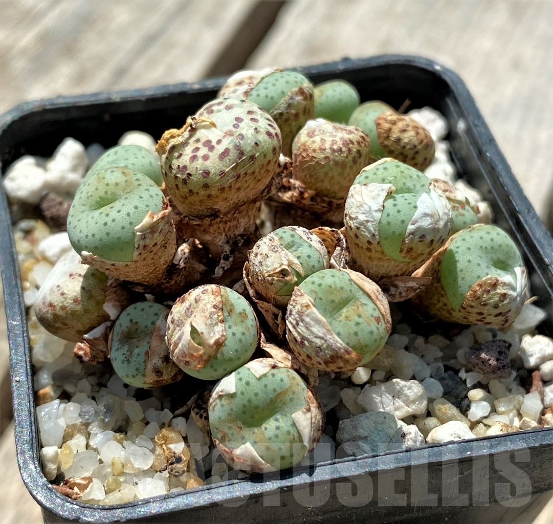 SHPR11494 Conophytum gratum jacobsenianum COP 121-04 - Кактус онлайн