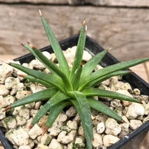 Agave isthmensis 76 | gulatilaw.com