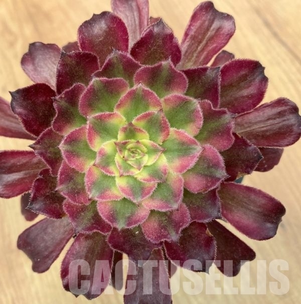 aeonium mardi gras entretien