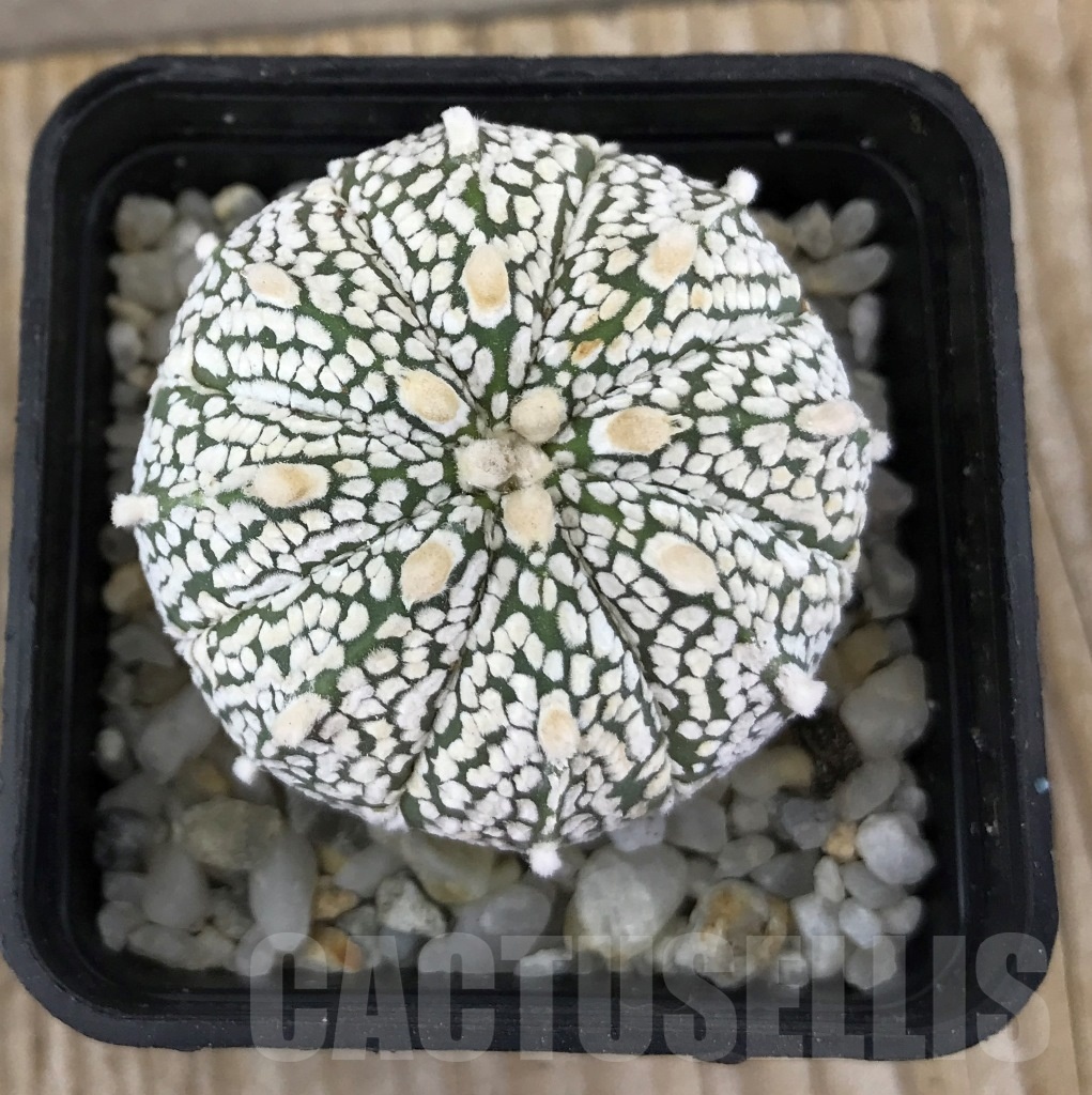 SHPR10257 Astrophytum asterias ‘Super Kabuto’ hybrid - Cactus-online