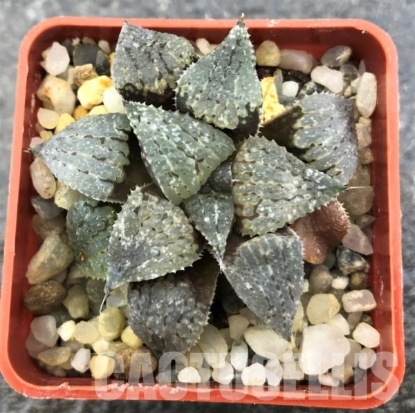 SHPR10305 Haworthia picta - Cactus-online