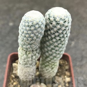 SHPR10406 Mammillaria herrerae var. albiflora, 2 heads – Кактус онлайн