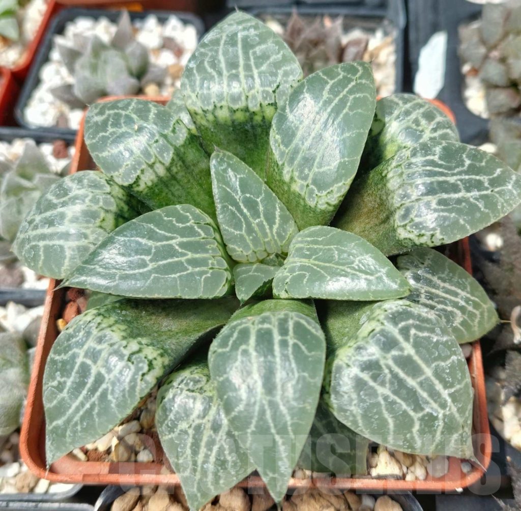 LOT564 10 SEEDS Haworthia comptoniana 'Crystal' 2023 - Кактус онлайн