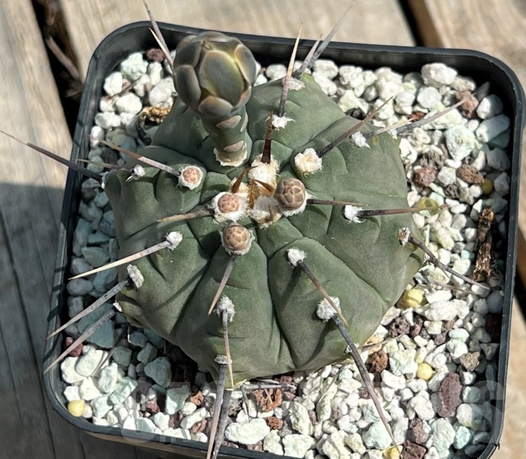 Shpr Gymnocalycium Vatteri