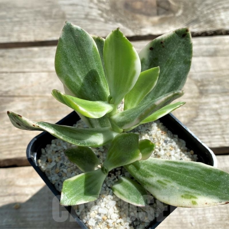 SHPR12752 Crassula Hobbit variegata - Cactus-online