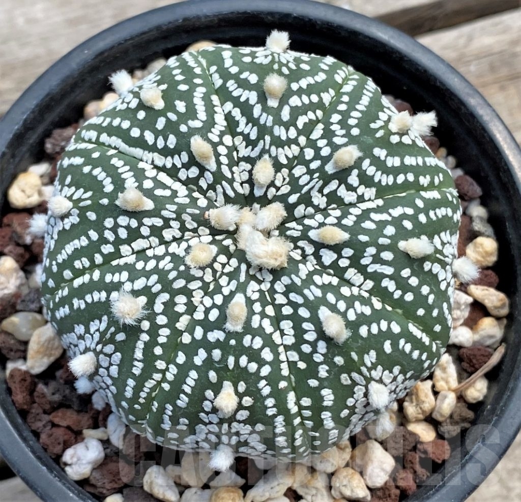 SHPR12236 Astrophytum asterias 'Super kabuto' hybrid - Cactus-online