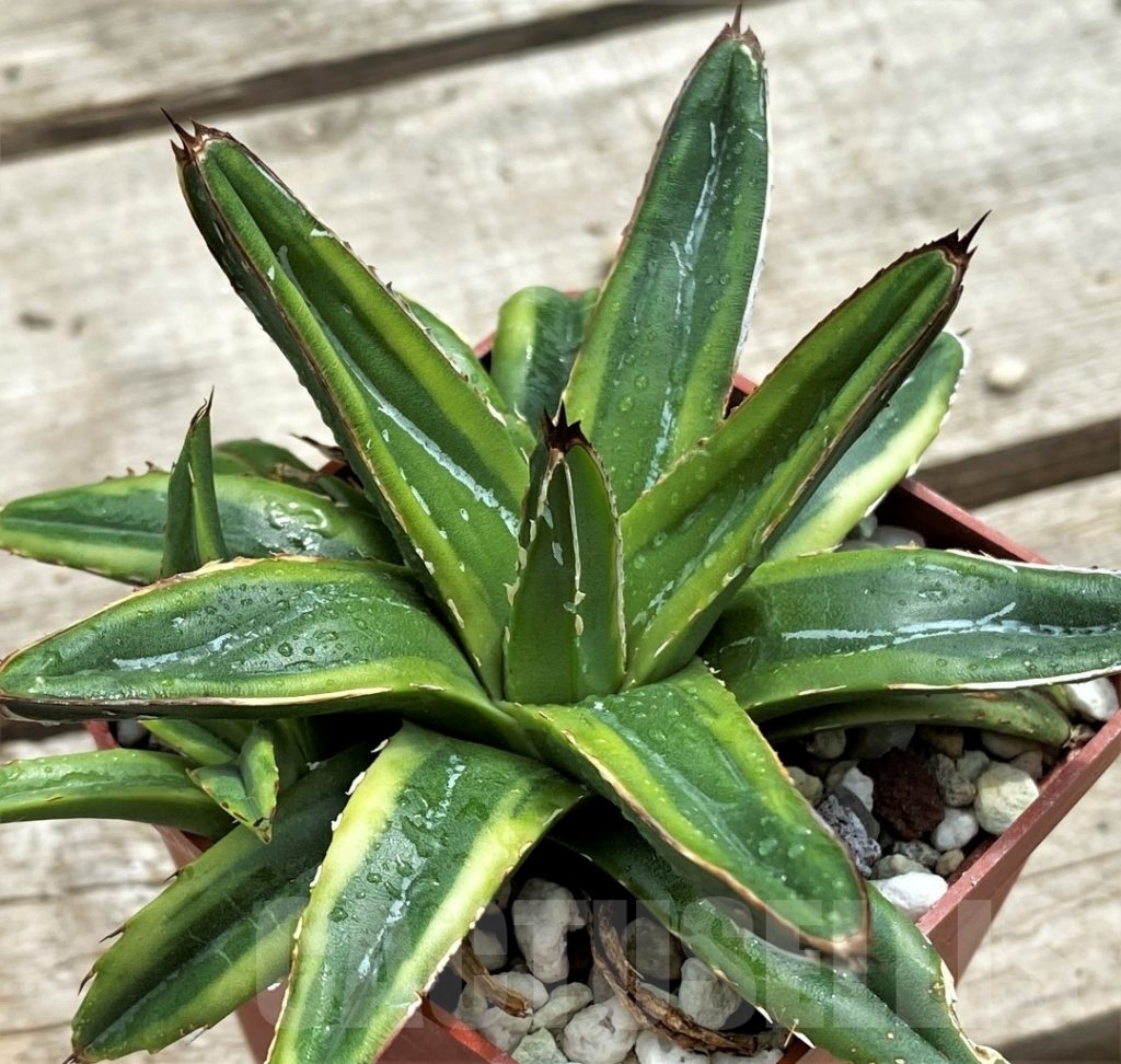 Shpr12281 Agave Victoriae-reginae Compact Form, Clon A - Cactus-online