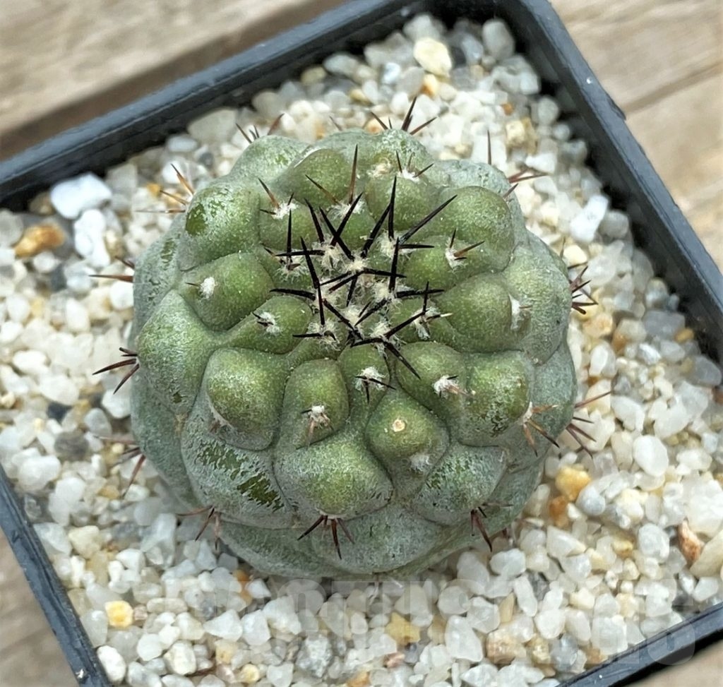 SHPR12389 Copiapoa cinerea v. columna-alba CS 29 -Esmeralda- Кактус онлайн