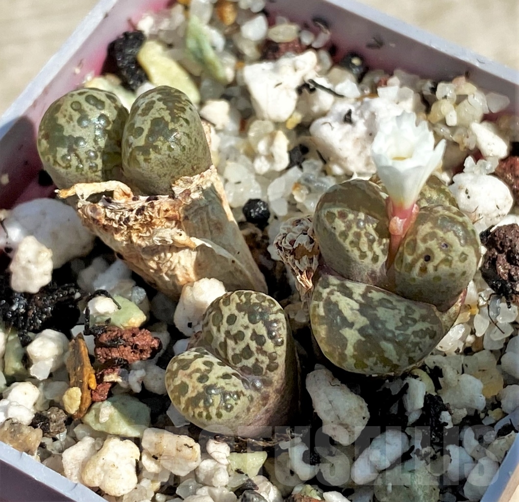 最新最全の ・:*☆。Conophytum 'wilhelmii'・:*☆。 植物/観葉植物