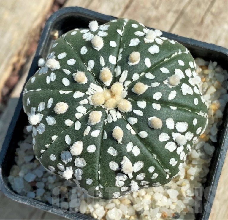 SHPR11927 Astrophytum Asterias Super Kabuto Cactus Online