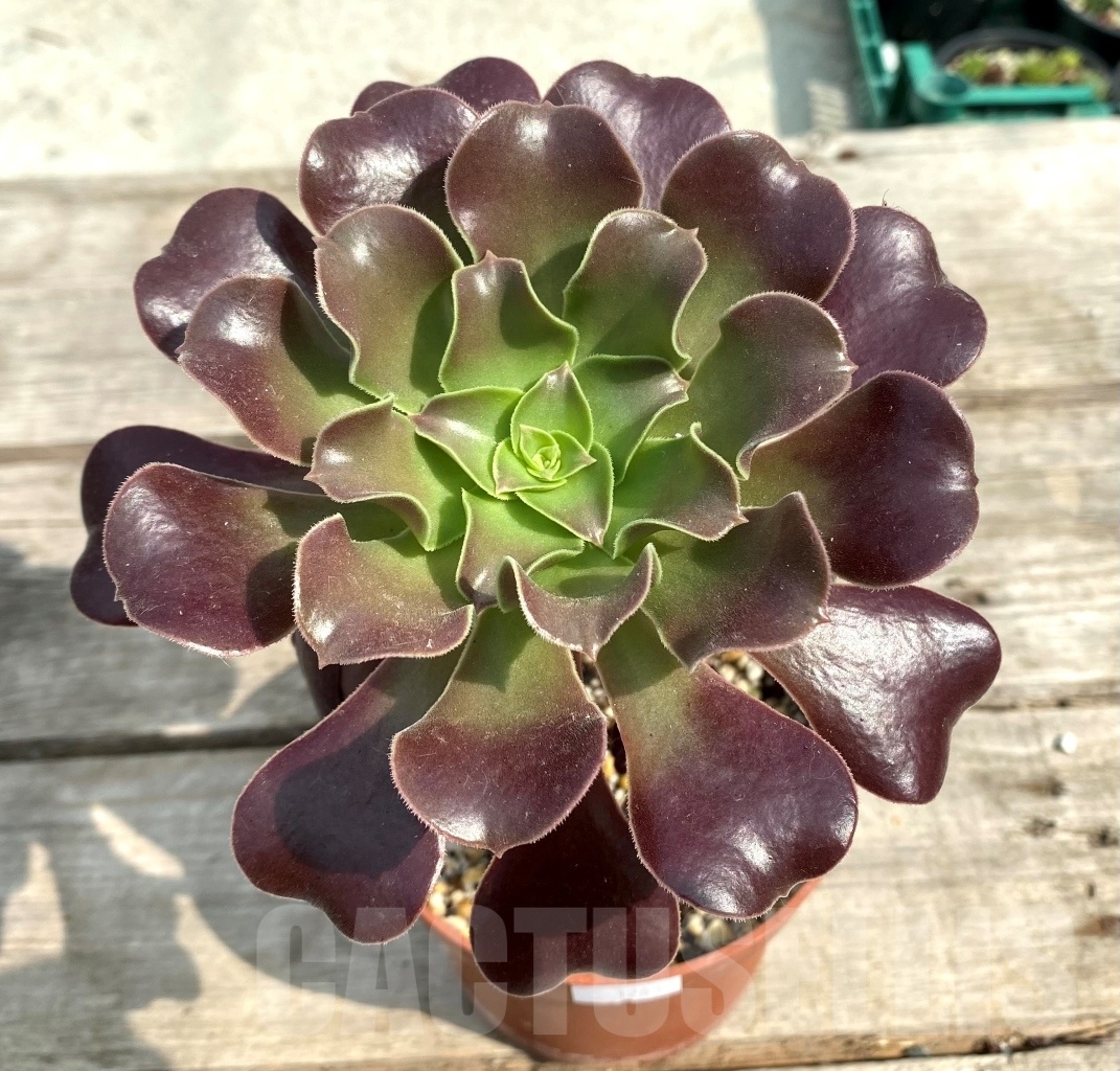 SHPR12835 Aeonium 'Velour' - Кактус онлайн