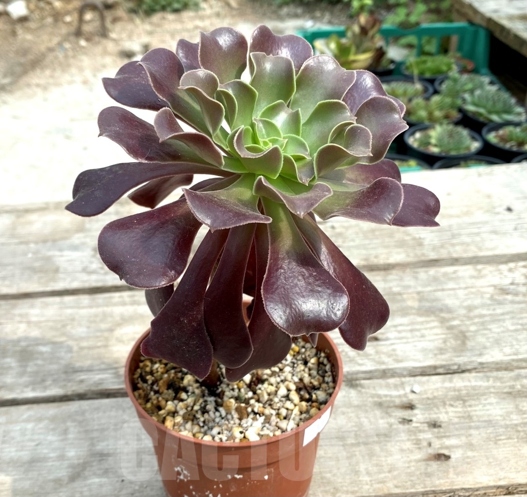 SHPR12835 Aeonium 'Velour' - Кактус онлайн